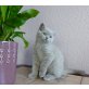 Britisch Kurzhaarkatze - Kater