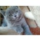Britisch Kurzhaarkatze - Kater
