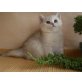 Britisch Kurzhaarkatze - Kater