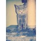 Britisch Kurzhaarkatze - Kater
