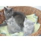 Britisch Kurzhaarkatze - Kater