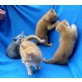 Britisch Kurzhaarkatze - Kater