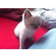 Britisch Kurzhaarkatze - Kater