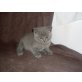Britisch Kurzhaarkatze - Kater
