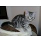 Britisch Kurzhaarkatze - Kater