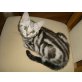 Britisch Kurzhaarkatze - Kater