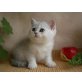 Britisch Kurzhaarkatze - Kater