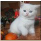 Britisch Kurzhaarkatze - Kater