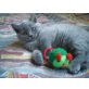 Britisch Kurzhaarkatze - Kater