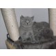 Britisch Kurzhaarkatze - Kater