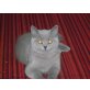 Britisch Kurzhaarkatze - Kater