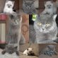 Britisch Kurzhaarkatze - Kater