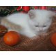 Britisch Kurzhaarkatze - Kater