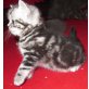 Britisch Kurzhaarkatze - Kater