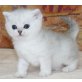 Britisch Kurzhaarkatze - Kater