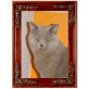 Britisch Kurzhaarkatze - Kater
