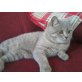 Britisch Kurzhaarkatze - Kater