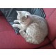 Britisch Kurzhaarkatze - Kater