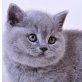 Britisch Kurzhaarkatze - Kater