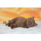 Britisch Kurzhaarkatze - Kater