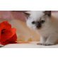 Britisch Kurzhaarkatze - Kater