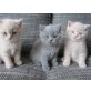 Britisch Kurzhaarkatze - Kater