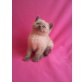 Britisch Kurzhaarkatze - Kater
