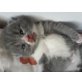 Britisch Kurzhaarkatze - Kater