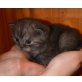 Britisch Kurzhaarkatze - Kater
