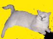 Britisch Kurzhaarkatze - Kater