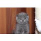 Britisch Kurzhaarkatze - Kater
