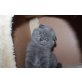 Britisch Kurzhaarkatze - Kater
