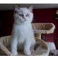 Britisch Kurzhaarkatze - Kater