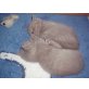Britisch Kurzhaarkatze - Kater