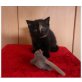 Britisch Kurzhaarkatze - Kater