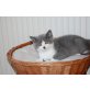 Britisch Kurzhaarkatze - Kater