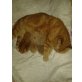 Britisch Kurzhaarkatze - Kater