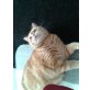 Britisch Kurzhaarkatze - Kater