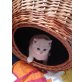 Britisch Kurzhaarkatze - Kater