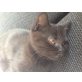 Britisch Kurzhaarkatze - Kater