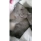 Britisch Kurzhaarkatze - Kater