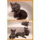 Britisch Kurzhaarkatze - Kater