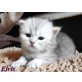 Britisch Kurzhaarkatze - Kater