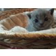Britisch Kurzhaarkatze - Kater