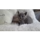 Britisch Kurzhaarkatze - Kater