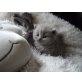 Britisch Kurzhaarkatze - Kater