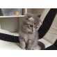Britisch Kurzhaarkatze - Kater