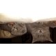 Britisch Kurzhaarkatze - Kater