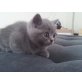 Britisch Kurzhaarkatze - Kater