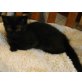 Britisch Kurzhaarkatze - Kater